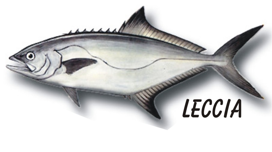 Lichia amia (spiaggiato)